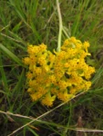 Senecio adamantinus (1)