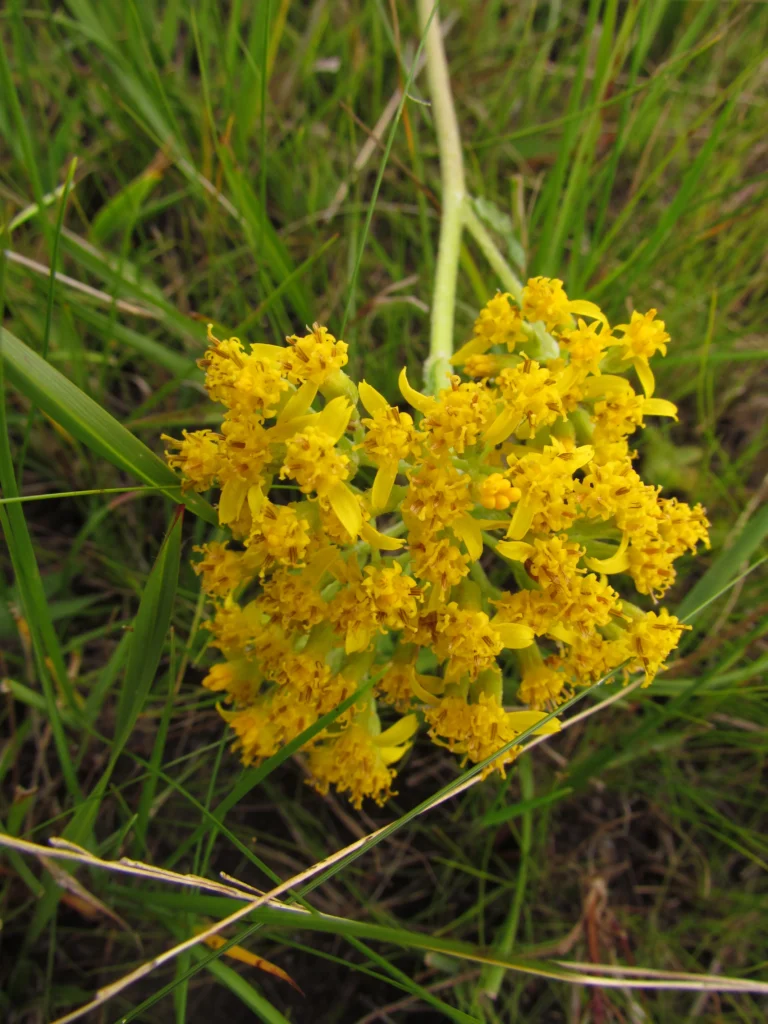 Senecio adamantinus (1)