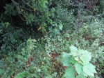 Porophyllum ruderale (60)