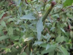 Porophyllum ruderale (59)