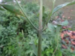Porophyllum ruderale (52)