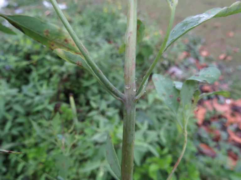 Porophyllum ruderale (52)