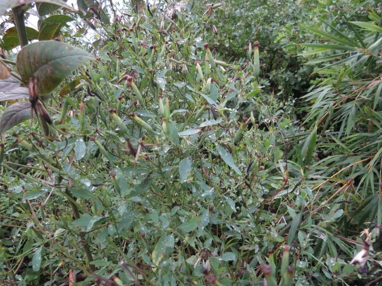 Porophyllum ruderale (48)