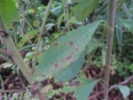 Porophyllum ruderale (49)