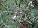 Porophyllum ruderale (46)