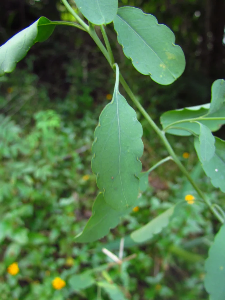 Porophyllum ruderale (28)