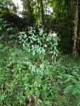 Porophyllum ruderale (29)