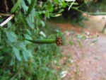 Porophyllum ruderale (26)