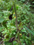 Porophyllum ruderale (19)