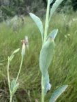 Porophyllum ruderale (15)