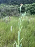 Porophyllum ruderale (16)