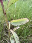 Porophyllum ruderale (14)
