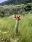 Porophyllum ruderale (12)