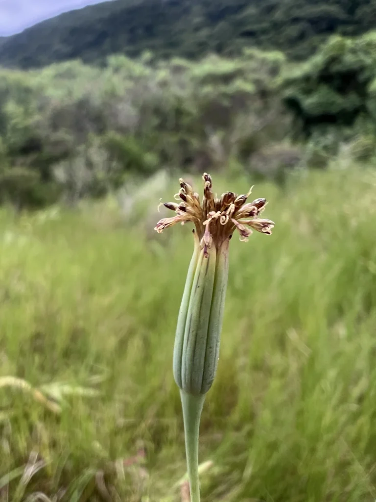 Porophyllum ruderale (12)