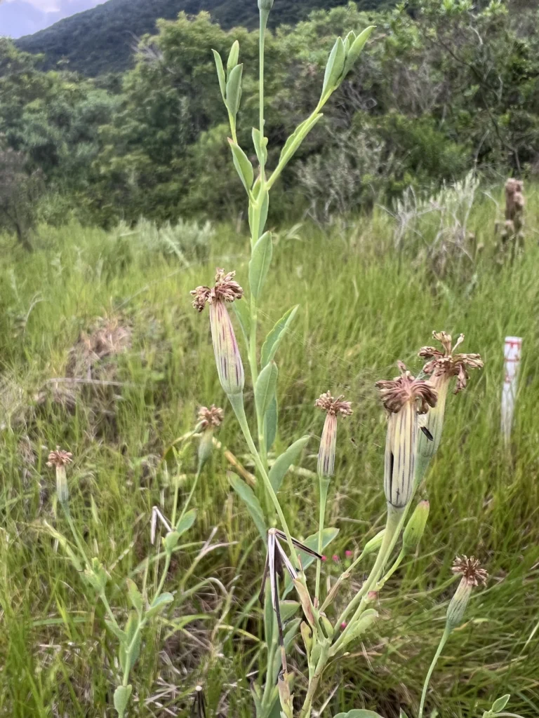 Porophyllum ruderale (7)