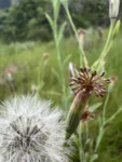 Porophyllum ruderale (6)