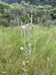 Porophyllum ruderale (2)