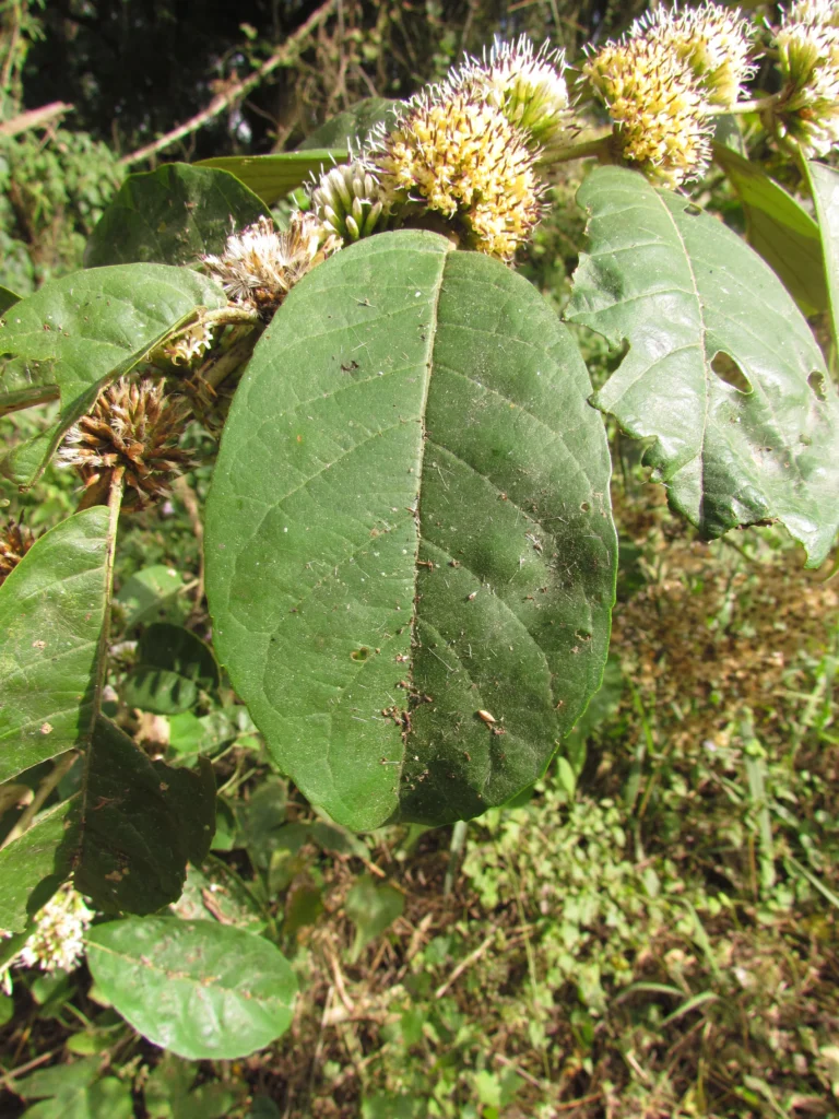 Piptocarpha sellowii (5)