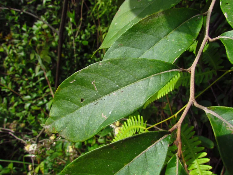 Piptocarpha oblonga (15)