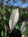 Piptocarpha densifolia (16)
