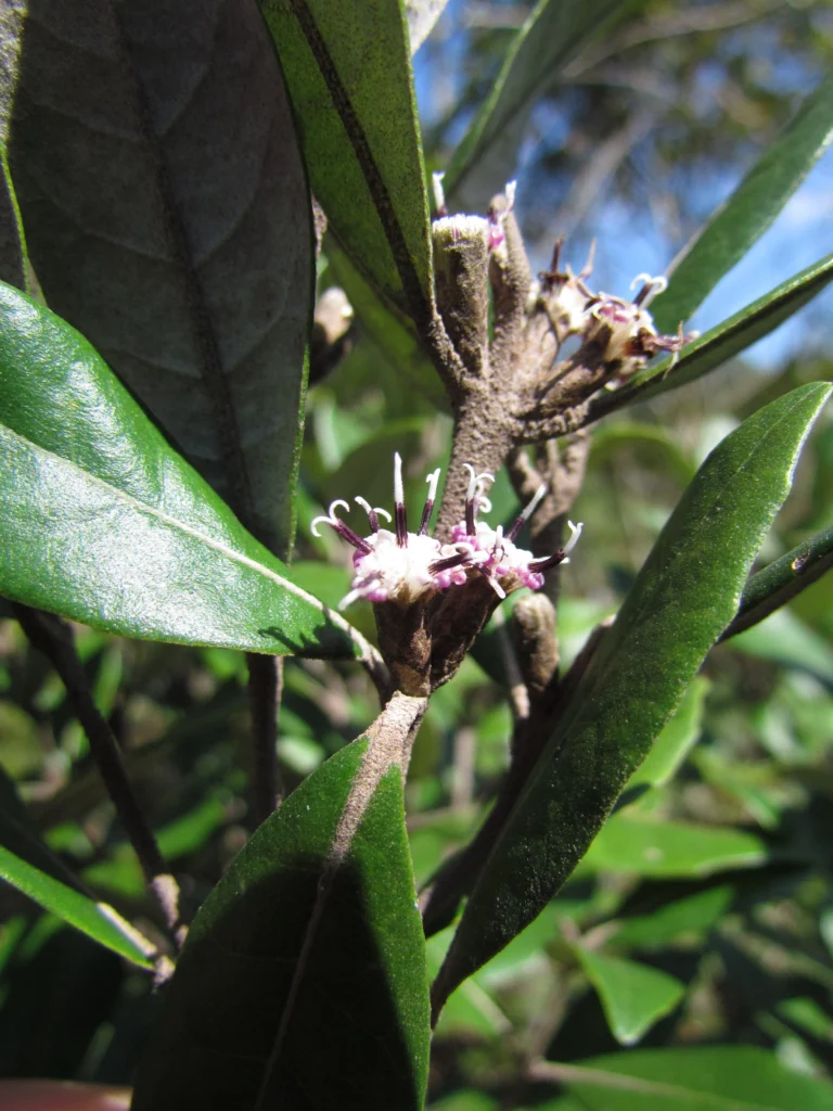Piptocarpha densifolia (13)