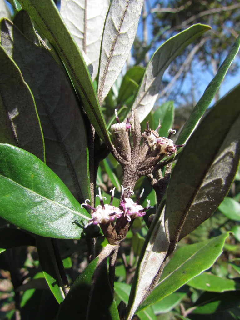 Piptocarpha densifolia (14)