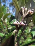Piptocarpha densifolia (11)