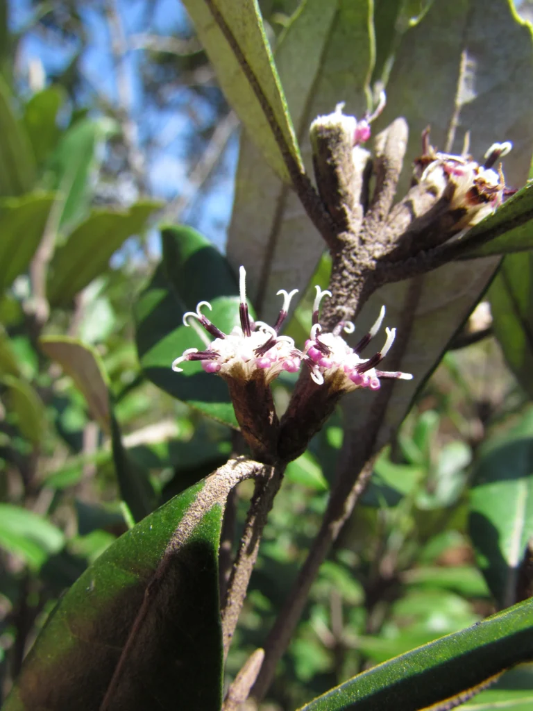 Piptocarpha densifolia (11)