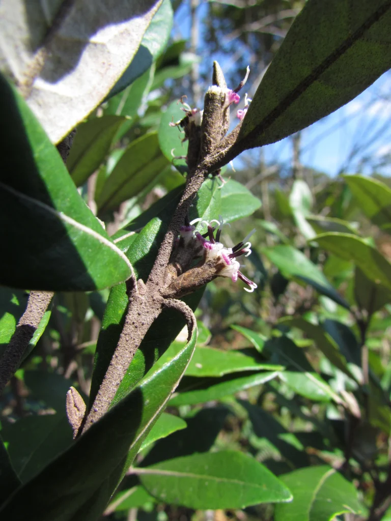 Piptocarpha densifolia (12)