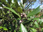 Piptocarpha densifolia (10)