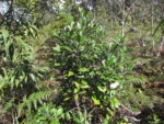 Piptocarpha densifolia (9)