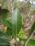 Piptocarpha densifolia (8)