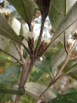 Piptocarpha densifolia (6)