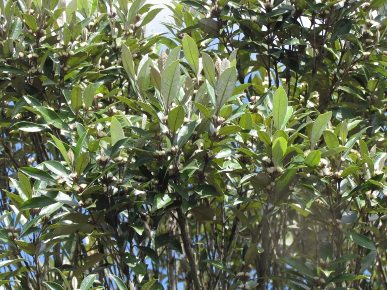 Piptocarpha densifolia (3)
