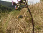 Perezia cubatanensis (14)