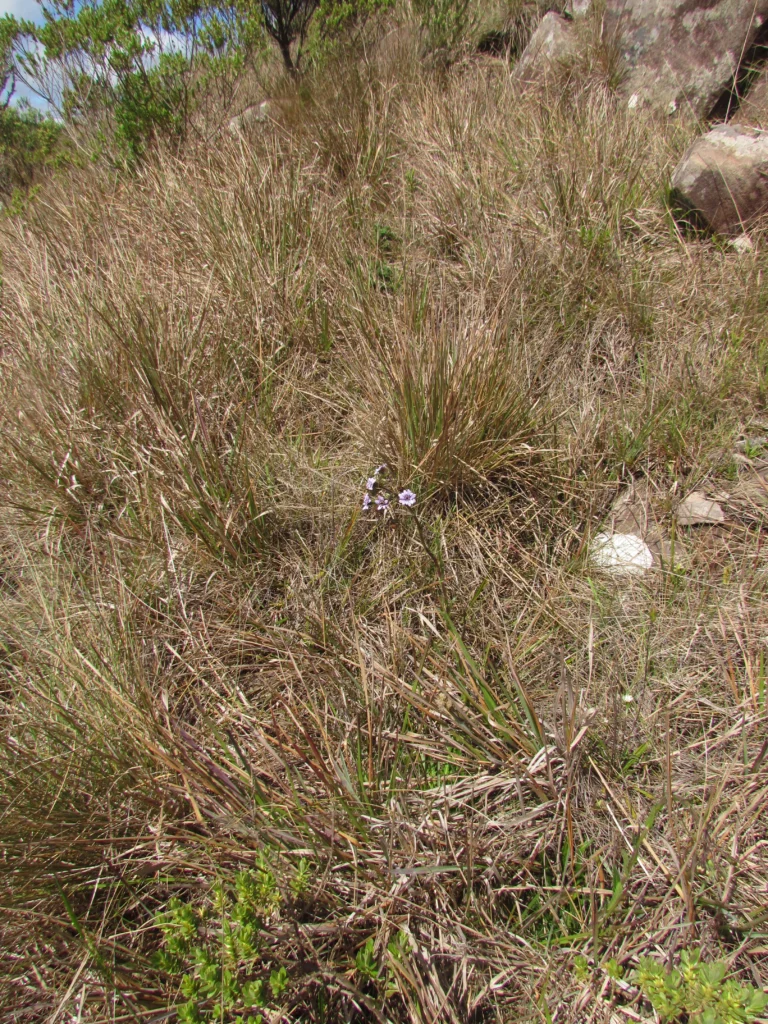 Perezia cubatanensis (12)