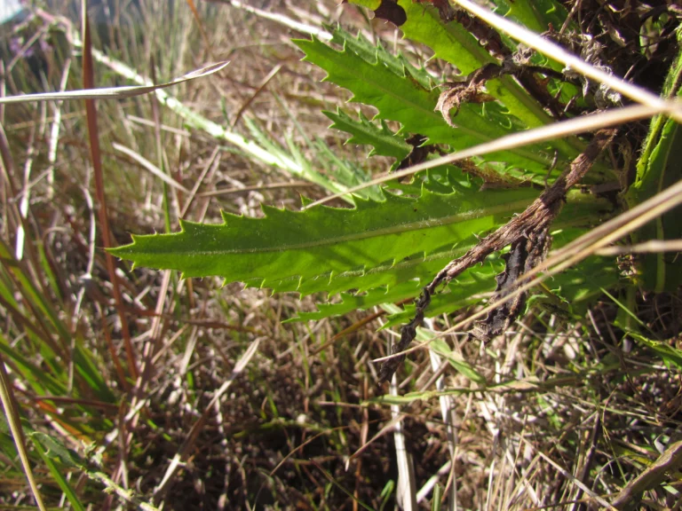 Perezia cubatanensis (11)