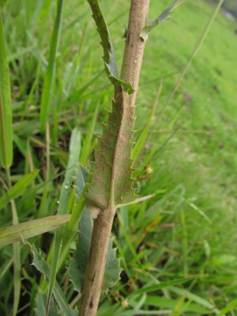 Perezia cubatanensis (3)