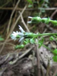 Perezia catharinensis (30)