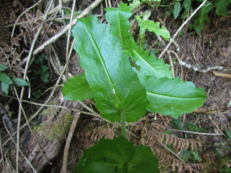 Perezia catharinensis (21)