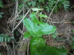 Perezia catharinensis (20)