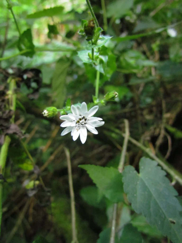 Perezia catharinensis (16)