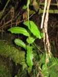 Perezia catharinensis (12)