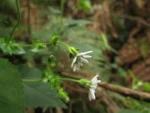 Perezia catharinensis (3)