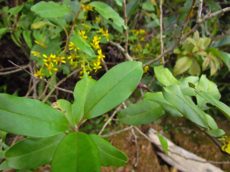 Pentacalea desiderabilis (21)