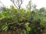 Pentacalea desiderabilis (19)