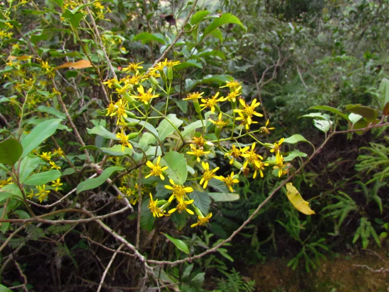 Pentacalea desiderabilis (20)