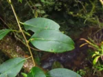 Pentacalea desiderabilis (11)