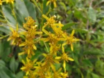 Pentacalea desiderabilis (6)