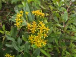 Pentacalea desiderabilis (4)